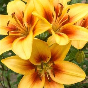 Meet your Posher, Alisha